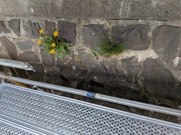 Pflanzen wachsen bereits an der Mauer, teilweise sind sogar kleine Bäume zu sehen.