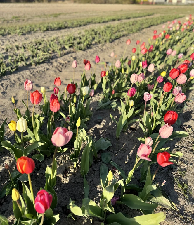 Tulpenfeld.jpg Blick auf ein Tulpenfeld.