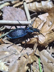 Dunkelblauber Laufkäfer (carabus inticatus).jpg
