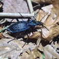 Dunkelblauber Laufkäfer (carabus inticatus).jpg