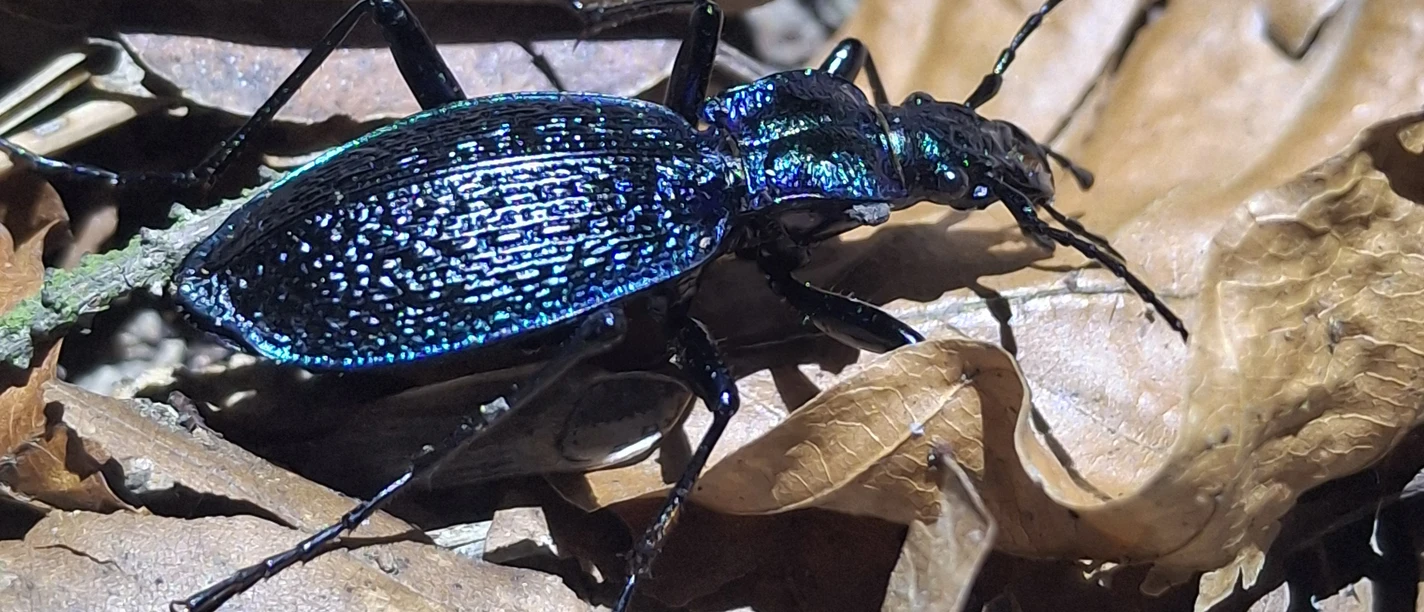 Dunkelblauber Laufkäfer (carabus inticatus).jpg