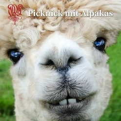 Picknick mit Alpakas - Cellerar GmbH - Ascensus.png