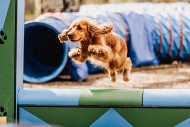 Harzer Hunde-Tage in Hahnenklee Harzer Hunde-Tage in Hahnenklee