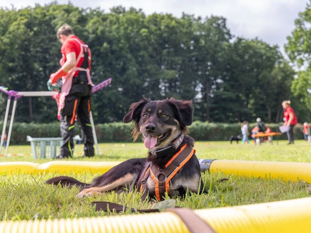 (c) Klaus Spielbuechler_Grosses Hundefest mit Hunderallye auf Gut Aiderbichl Osnabrueck.jpg