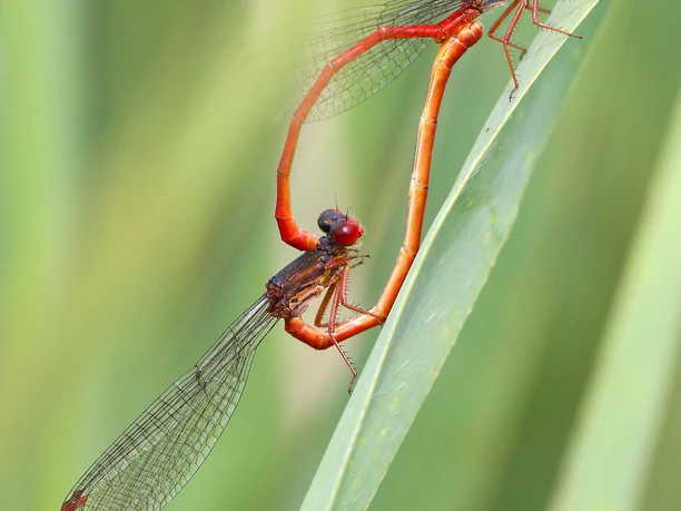 Ceriagrion tenellum(c)JürgenChristiansen.jpg