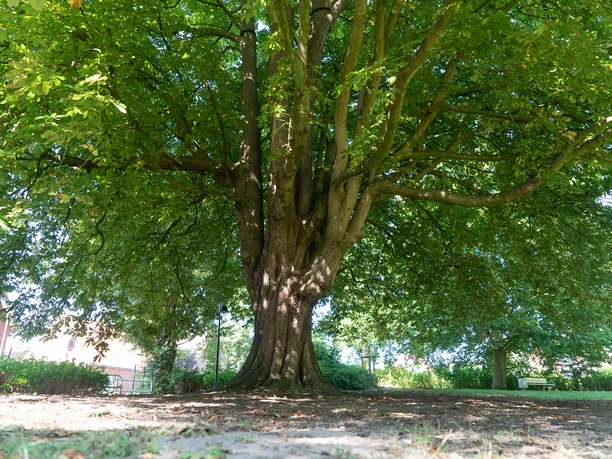 Folge 21 - Altenbruch - Villa Gehben (Fische, 3).jpg