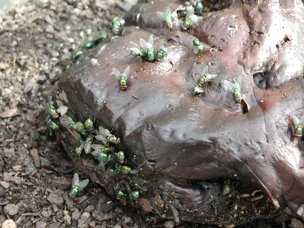 Insekten Kriminologie(c)JensAmendt.jpg