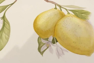 Kreativtreff Aquarell von zwei Zitronen am Zweig mit Blättern und Blüten