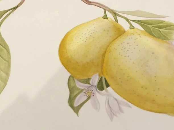 Kreativtreff Aquarell von zwei Zitronen am Zweig mit Blättern und Blüten