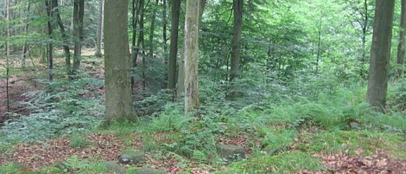 Wallenfels Wallenfels