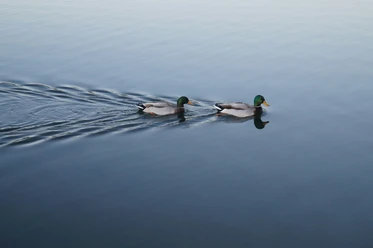 Sursee_Naturschutzgebiet.jpg