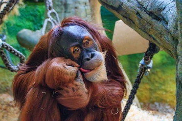 Orang-Utan_Zoo Dresden_Fotograf_Lukas Neumerkel und Anja Herzog.jpg