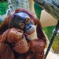 Orang-Utan_Zoo Dresden_Fotograf_Lukas Neumerkel und Anja Herzog.jpg
