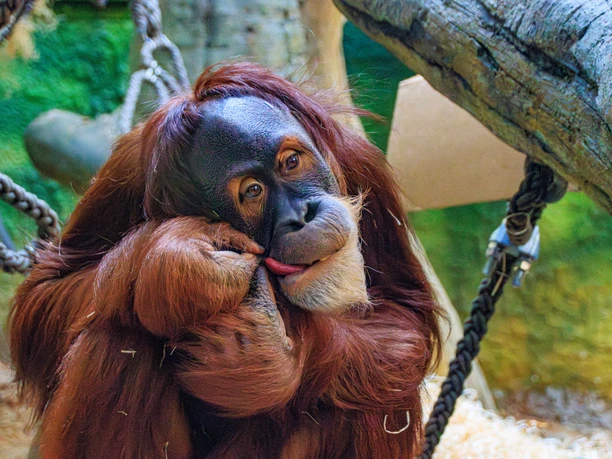 Orang-Utan_Zoo Dresden_Fotograf_Lukas Neumerkel und Anja Herzog.jpg