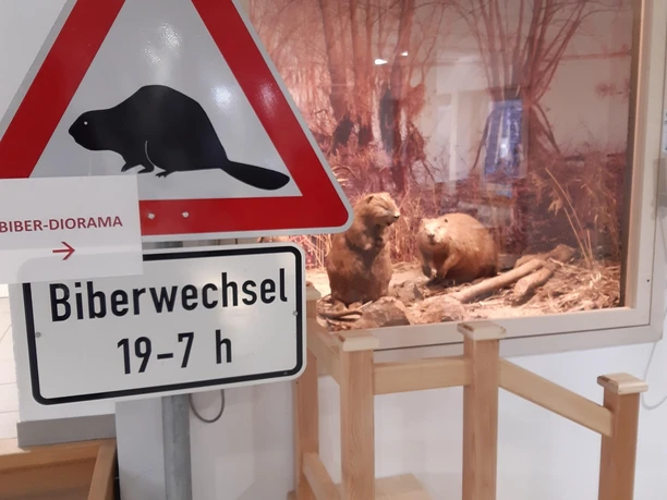 Am Biber-Diorama können interessante Informationen über das Leben der Biber abgerufen werden.