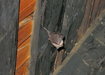 A bat in the roof A bat is hanging from the roof beams