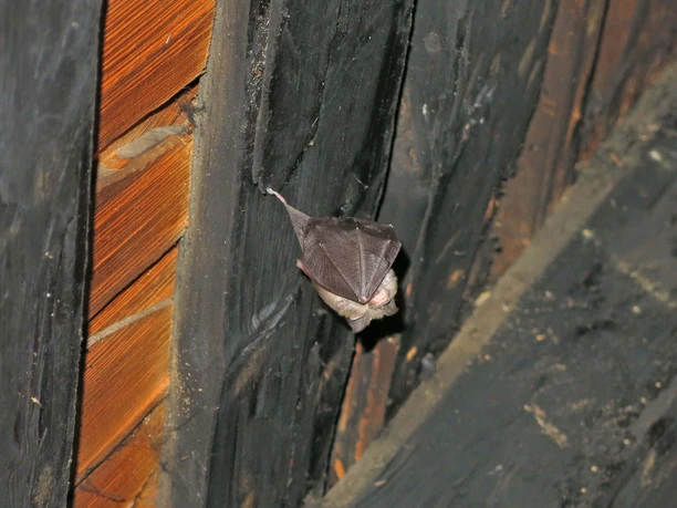 Une chauve-souris dans le toit Une chauve-souris est suspendue aux poutres du toit