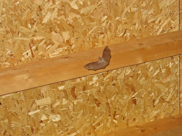 A bat is flying in the attic A small bat is flying, with roof beams in the background