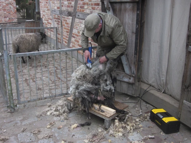 Schafschurtag in Zoo Stralsund