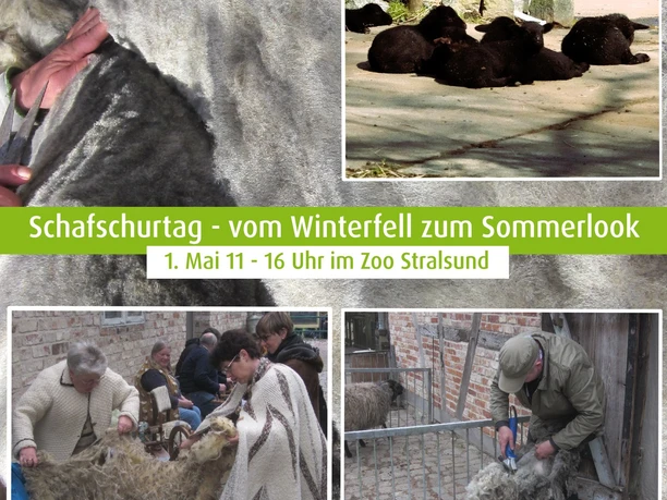 Schafschurtag in Zoo Stralsund