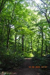 Waldweg