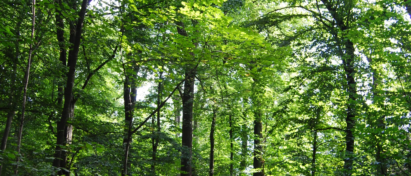Waldweg