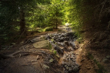 Wald