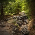 Wald