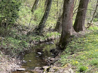Wald Bad Sachsa