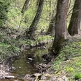 Wald Bad Sachsa