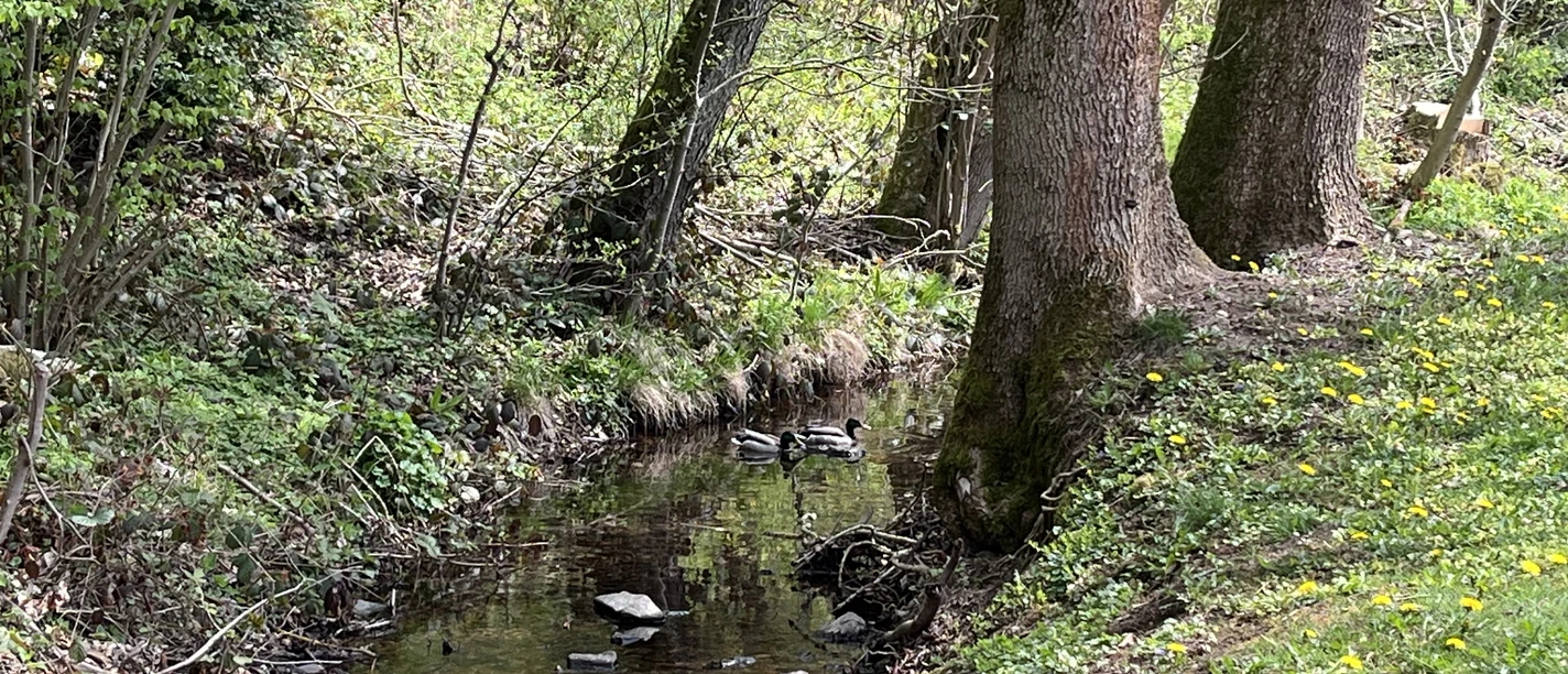 Wald Bad Sachsa