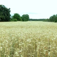 Oberfeld