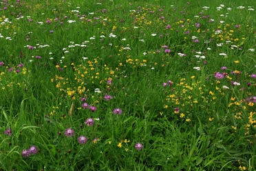 Wiese1.JPG
