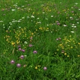 Wiese1.JPG