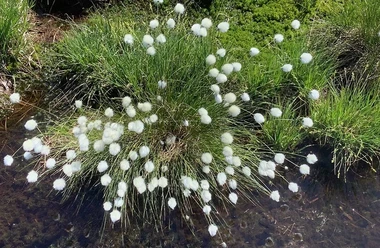 An einem flachen Bach wächst eine Pflanze mit weißen Blüten.