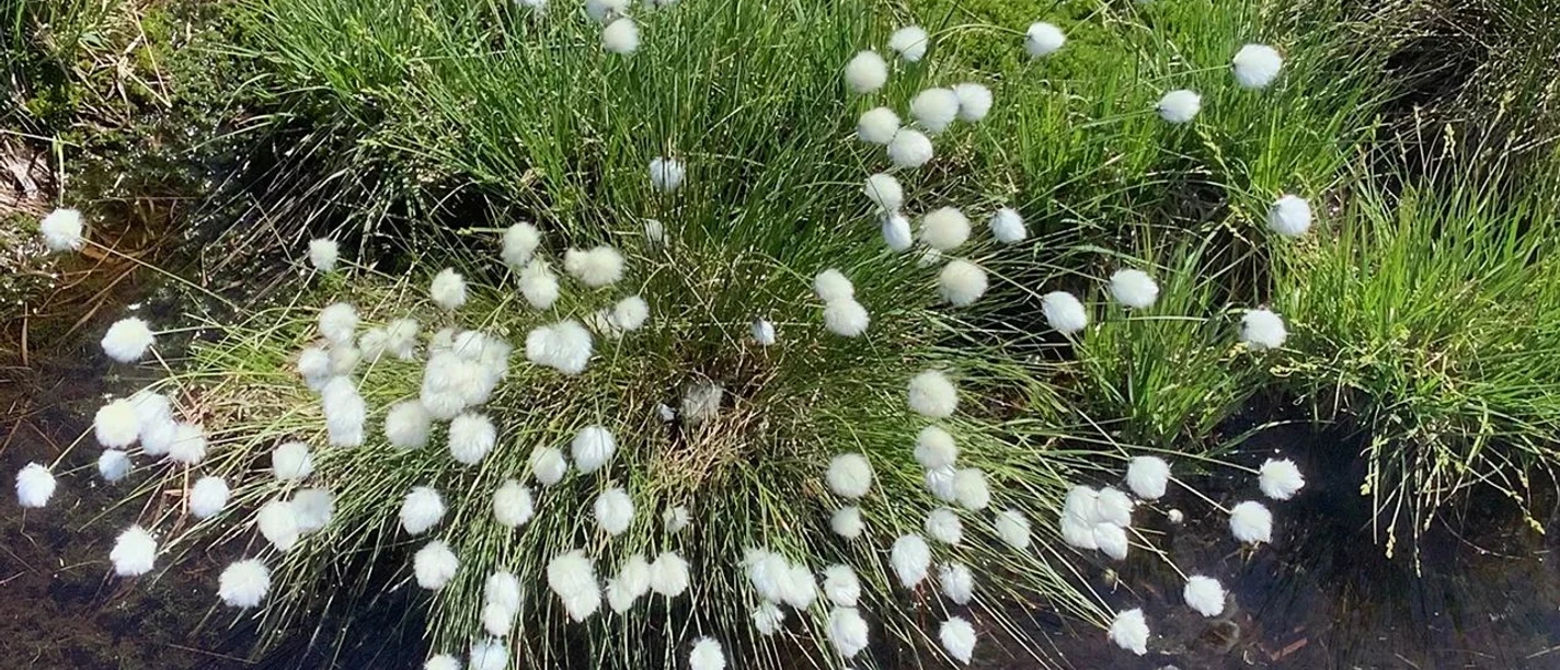 An einem flachen Bach wächst eine Pflanze mit weißen Blüten.