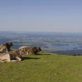 Kühe mit Aussicht