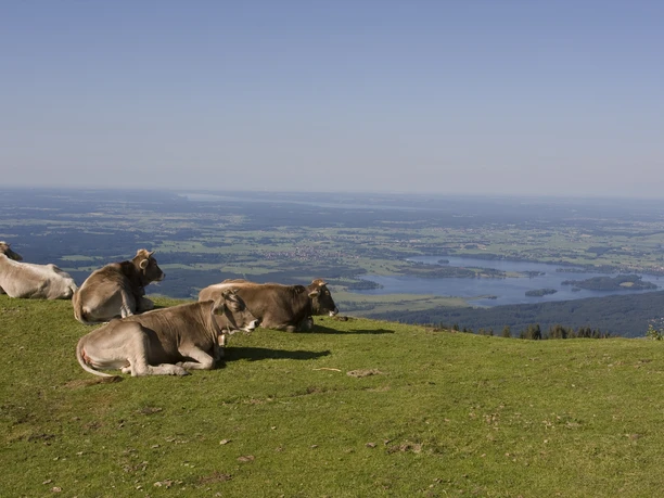 Kühe mit Aussicht