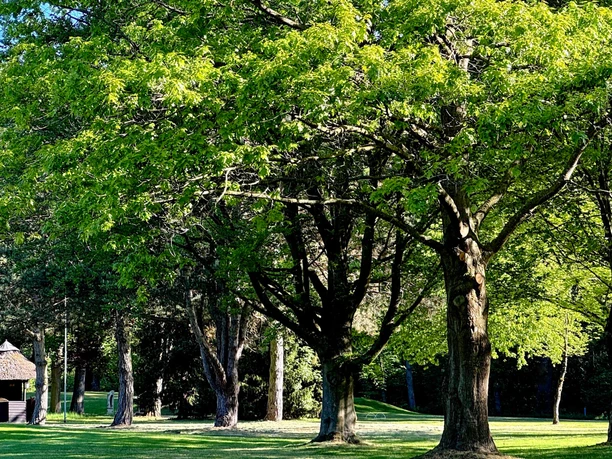 Golf-Club GT Weitläufiger Golfplatz mit alten Bäumen und kleiner Schutzhütte im Grünen