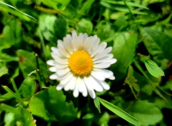 Gänseblümchen für Kräuterführung.jpg