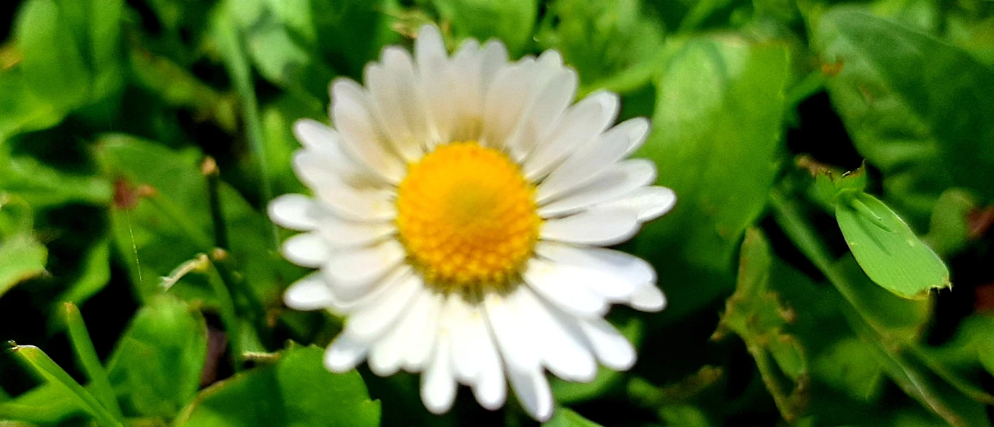 Gänseblümchen für Kräuterführung.jpg