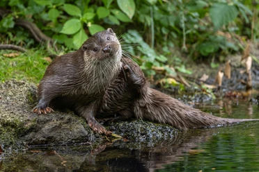 PM Otter_Jürgen Borris.jpg