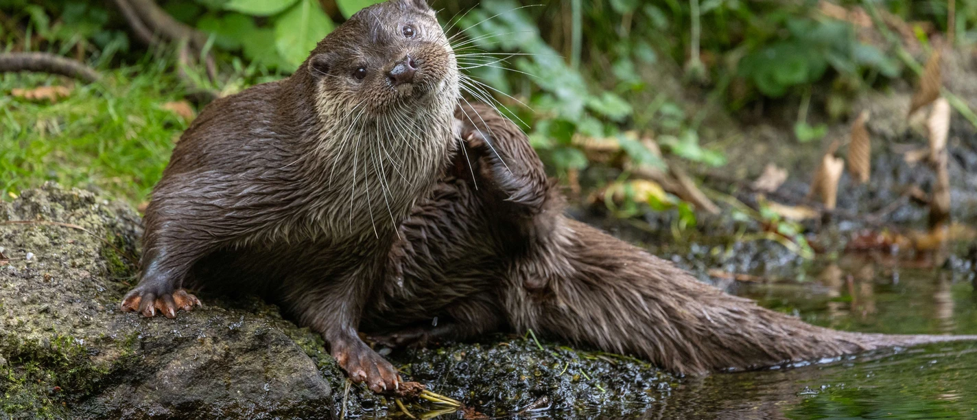 PM Otter_Jürgen Borris.jpg