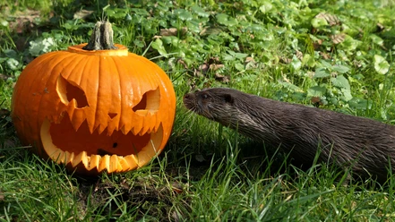 Halloween.JPG