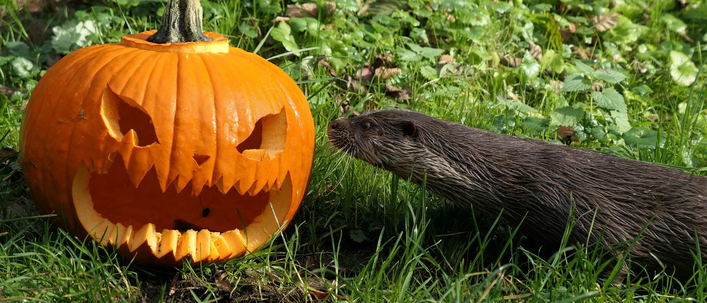 Halloween.JPG