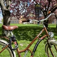 Mietrad von Cycle-Leipzig - Fahrradverleih in Leipzig Vor den Kirschblüten auf dem Johannisplatz, neben den GRASSI Museen, steht ein braunes Mietrad von Cycle-Leipzig.