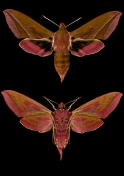 Deilephila elpenor(c)JanoschWaldkircher.jpg