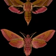 Deilephila elpenor(c)JanoschWaldkircher.jpg