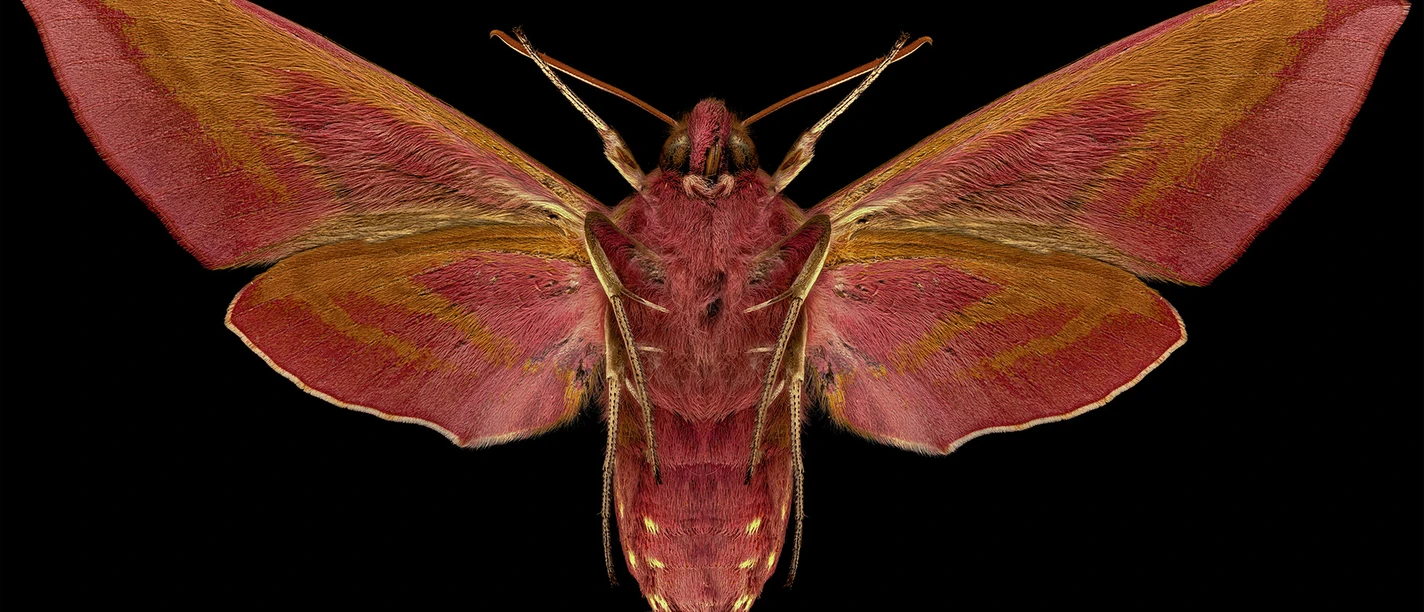 Deilephila elpenor(c)JanoschWaldkircher.jpg
