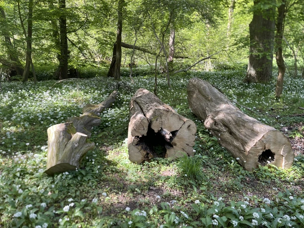 Baeume.JPG Bärlauchwiese